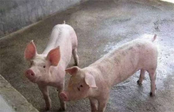 养几头猪一年能挣5万