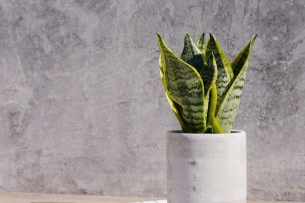 甲醛克星植物有哪些？