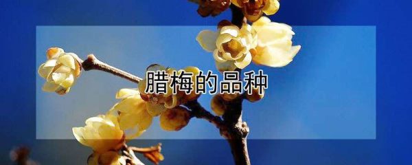 腊梅的品种