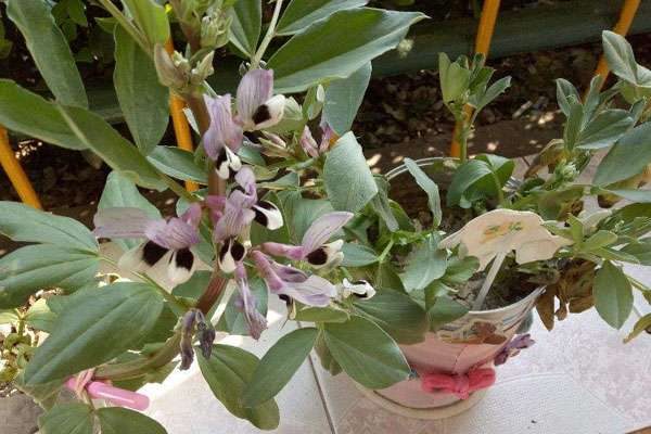 蚕豆种植时间和多久？