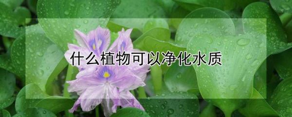 什么植物可以净化水质
