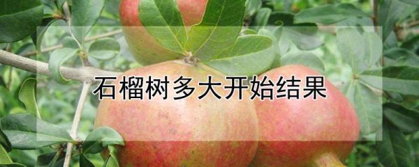 石榴树多大开始结果