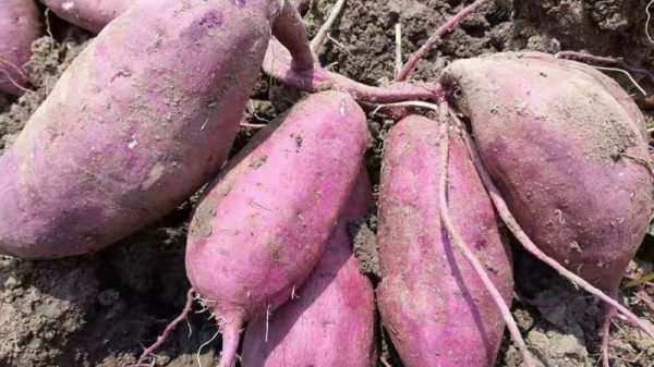 红薯超高产多久？