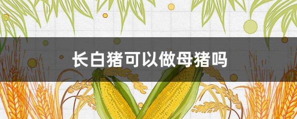 长白猪可以做母猪吗？