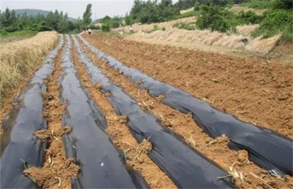 现在有哪些新型地膜