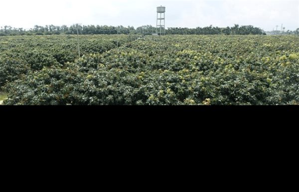 荔枝种植如何预防冻害