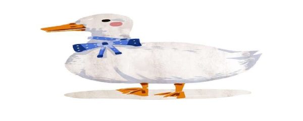 柯尔鸭为什么那么贵