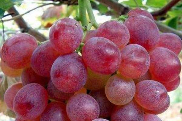 葡萄挂果后施什么肥