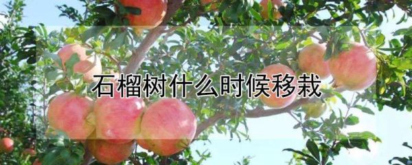 石榴树什么时候移栽