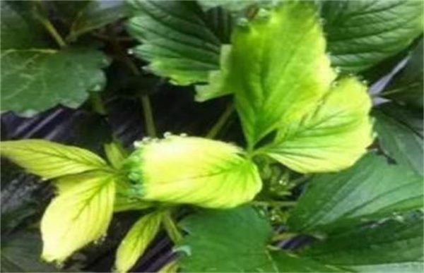 草莓叶子发黄怎么办?