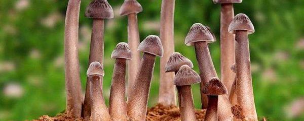 鸡纵种植的种植方法