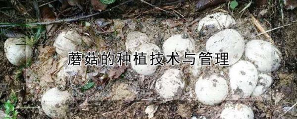 蘑菇的种植技术与管理