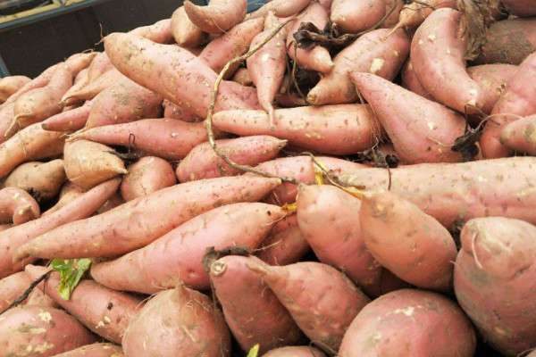 红薯种类有哪些？