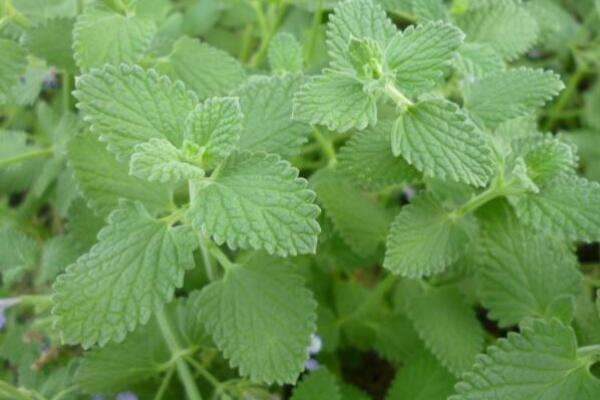 荆芥和荆芥穗的区别