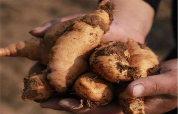 红薯根腐烂是什么原因？