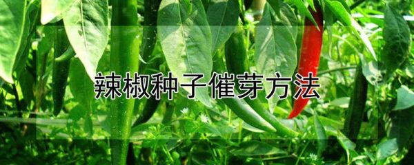 辣椒种子催芽方法