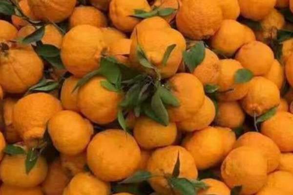 丑八怪水果又叫什么？