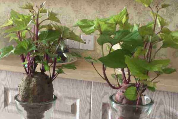 番薯长出芽怎样盆栽