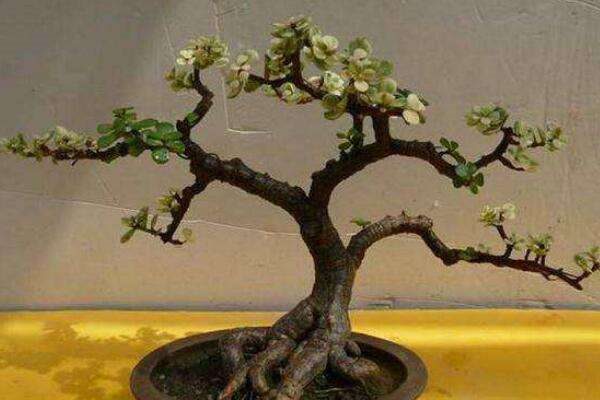 太阳花能嫁接在金枝玉叶上吗