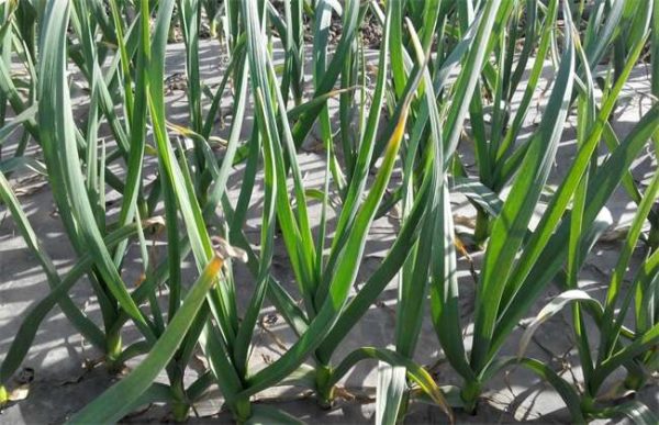 大蒜叶子发黄怎么办？