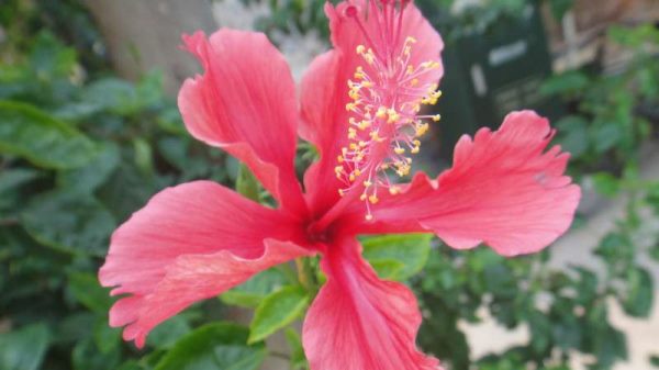 扶桑花修剪时间