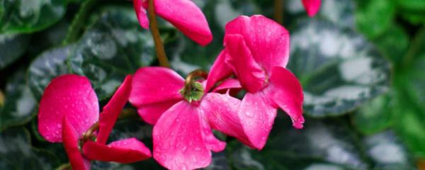 仙客来和蝴蝶兰的区别