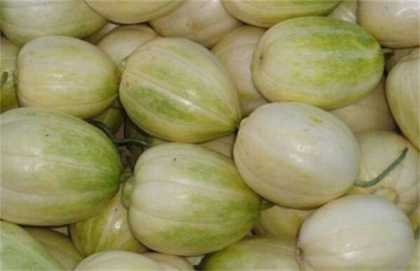 香瓜着色不良的原因？