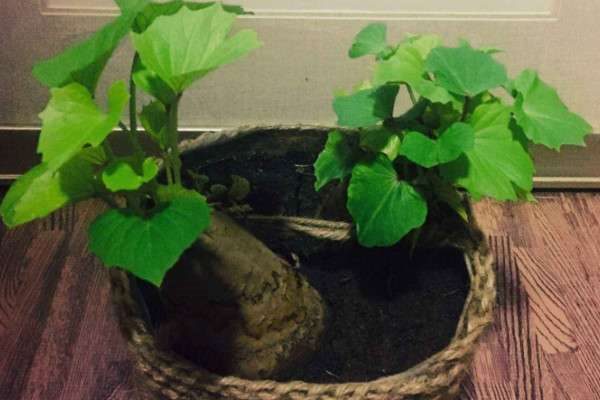 番薯长出芽怎样盆栽