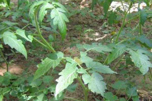 番茄秧子细怎样发粗