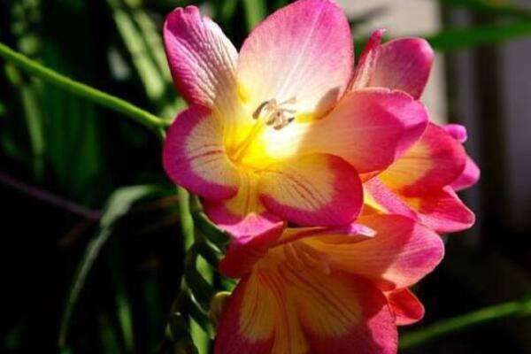 香雪兰和萱草的区别