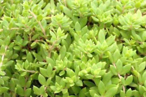 正常人可以吃垂盆草吗