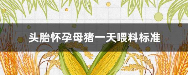 头胎怀孕母猪一天喂料标准