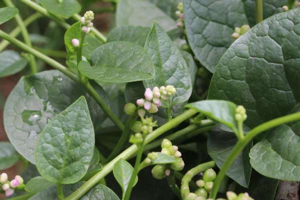 木耳菜叫什么菜