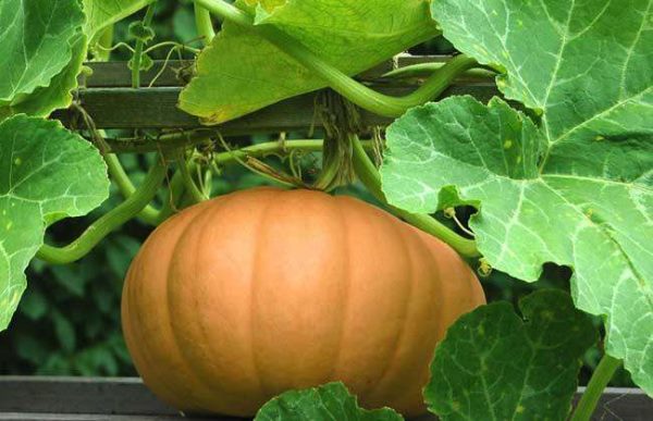 种一亩南瓜利润多少？