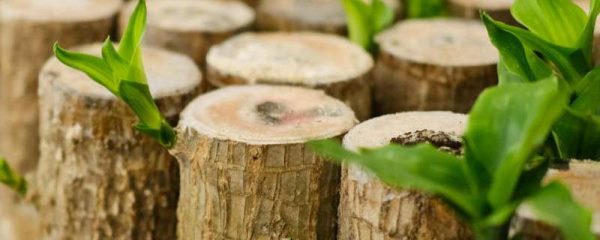 巴西木怎么发芽快