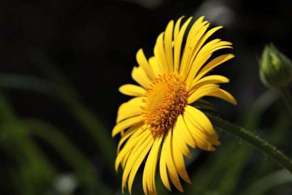 玛格丽特和雏菊的区别