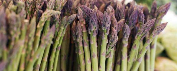 水培芦笋的养殖方法和注意事项