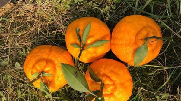 丑八怪水果又叫什么？