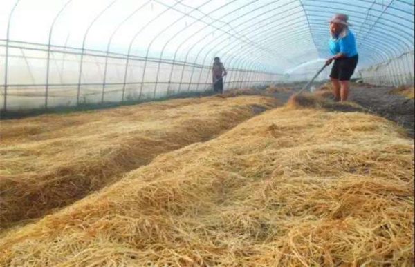 高温闷棚注意事项