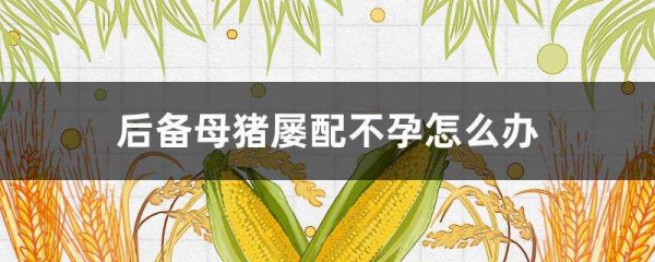 后备母猪屡配不孕怎么办？