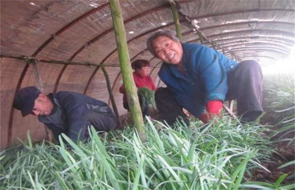 冬季拱棚如何加强保温