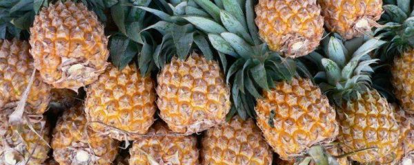 菠萝生长在什么地方