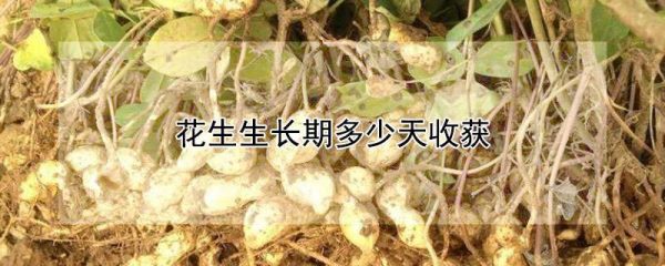 花生生长期多少天收获