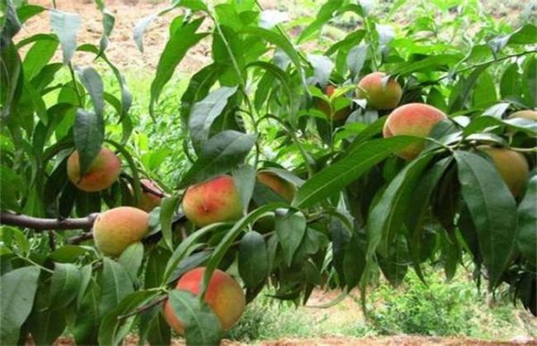 桃树盛果期管理要点