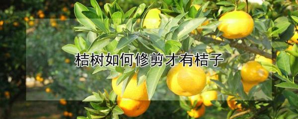 桔树如何修剪才有桔子