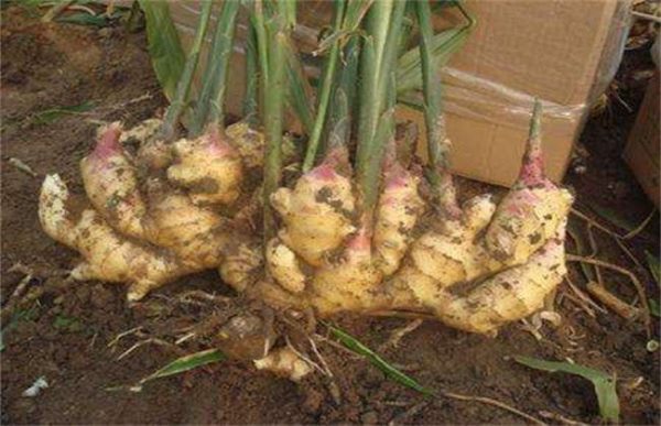 10亩生姜种植利润