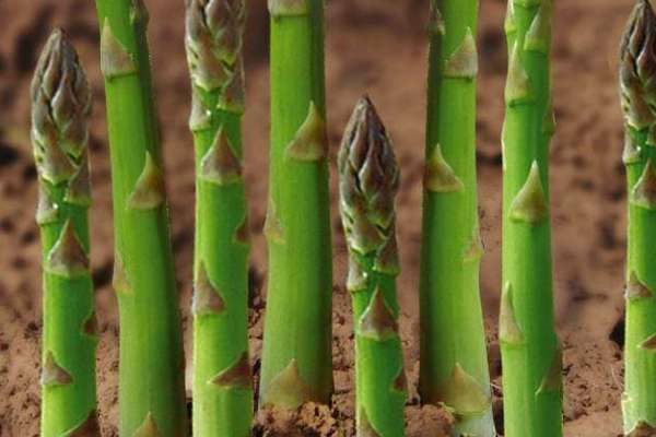 如何自己种芦笋