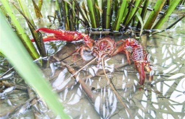 养10亩龙虾赚多少钱