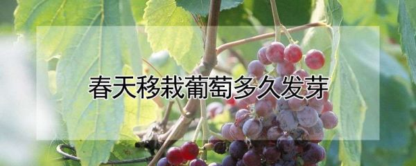 春天移栽葡萄多久发芽