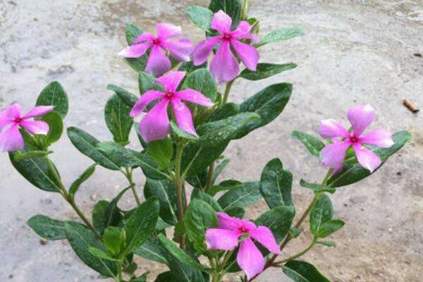 五叶梅为什么老黄叶